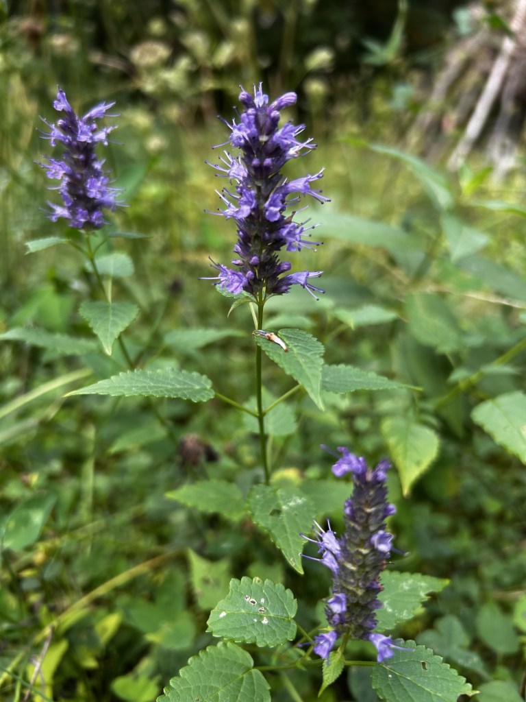 Agastache rugosa